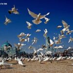 destination-mazar-e-sharif-city-fixed-image-min
